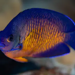 Coral Beauty Angelfish, photo 8