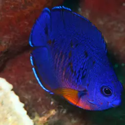 Coral Beauty Angelfish, photo 9