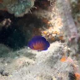 Coral Beauty Angelfish, photo 10