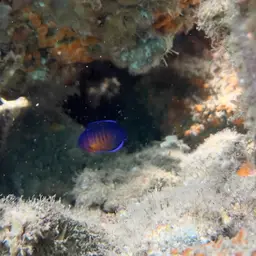 Coral Beauty Angelfish, photo 11