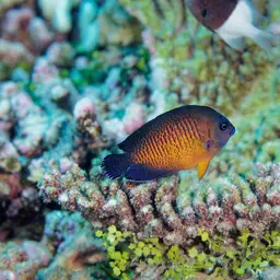 Coral Beauty Angelfish, photo 12