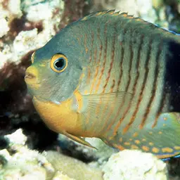Eibl's Angelfish