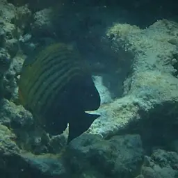 Eibl's Angelfish, photo 3