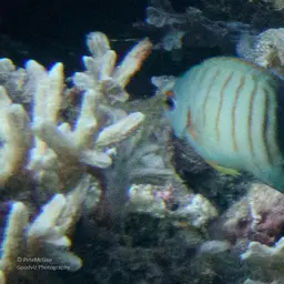 Eibl's Angelfish, photo 4