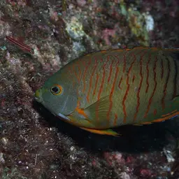 Eibl's Angelfish, photo 5