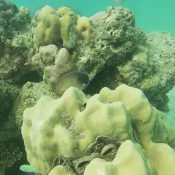 Eibl's Angelfish, photo 8