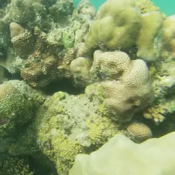Eibl's Angelfish, photo 9