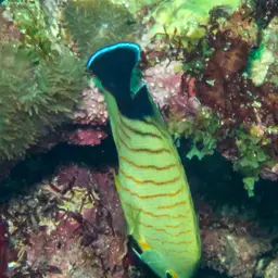 Eibl's Angelfish, photo 10