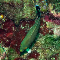 Eibl's Angelfish, photo 11