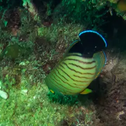 Eibl's Angelfish, photo 12