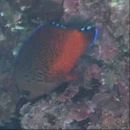 Rusty Angelfish