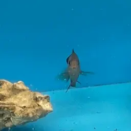 Rusty Angelfish, photo 2
