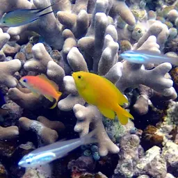 Rusty Angelfish, photo 3