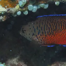 Rusty Angelfish, photo 4