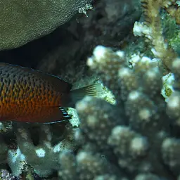 Rusty Angelfish, photo 5