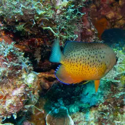 Rusty Angelfish, photo 7