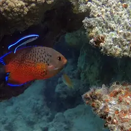 Rusty Angelfish, photo 8