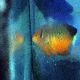 Rusty Angelfish, photo 9