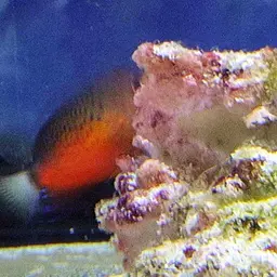 Rusty Angelfish, photo 10