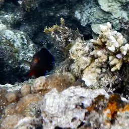 Rusty Angelfish, photo 11