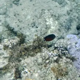 Rusty Angelfish, photo 12
