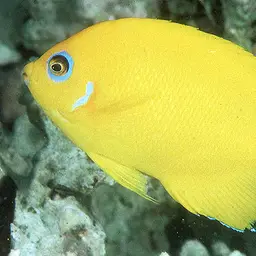 Lemon Peel