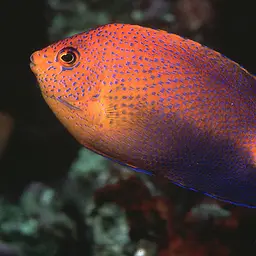 Japanese Angelfish