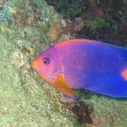 Japanese Angelfish, photo 2