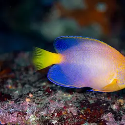 Japanese Angelfish, photo 3