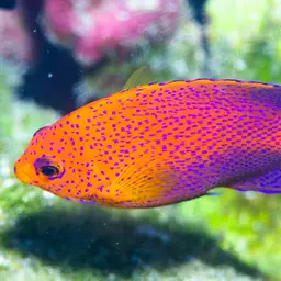 Japanese Angelfish, photo 4