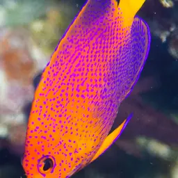Japanese Angelfish, photo 5