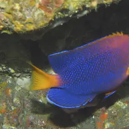 Japanese Angelfish, photo 6