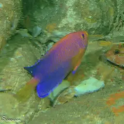 Japanese Angelfish, photo 7
