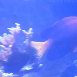 Japanese Angelfish, photo 8