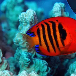 Flame Angelfish