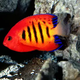 Flame Angelfish, photo 2