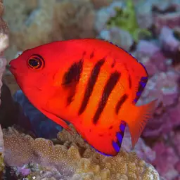 Flame Angelfish, photo 3