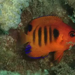 Flame Angelfish, photo 4