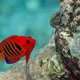 Flame Angelfish, photo 5