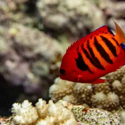 Flame Angelfish, photo 6