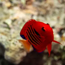 Flame Angelfish, photo 7