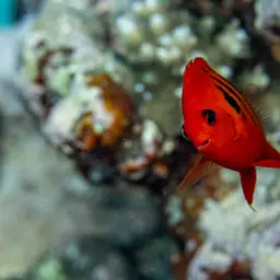 Flame Angelfish, photo 8