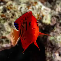 Flame Angelfish, photo 9