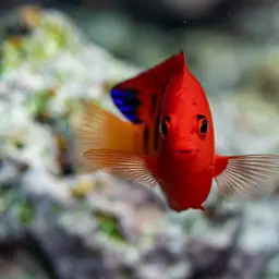 Flame Angelfish, photo 11
