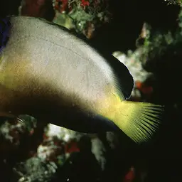 Multicolor angelfish