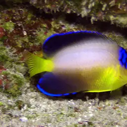 Multicolor angelfish, photo 2