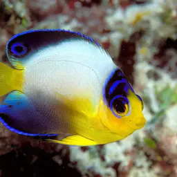 Multicolor angelfish, photo 4