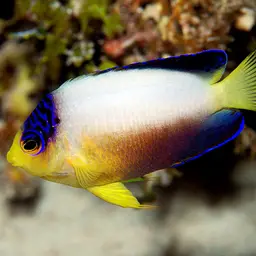 Multicolor angelfish, photo 5