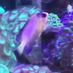 Multicolor angelfish, photo 6