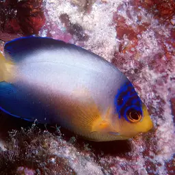 Multicolor angelfish, photo 8
